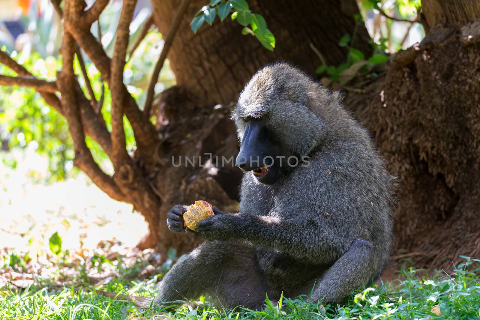 One baboon has found a fruit and eats it
