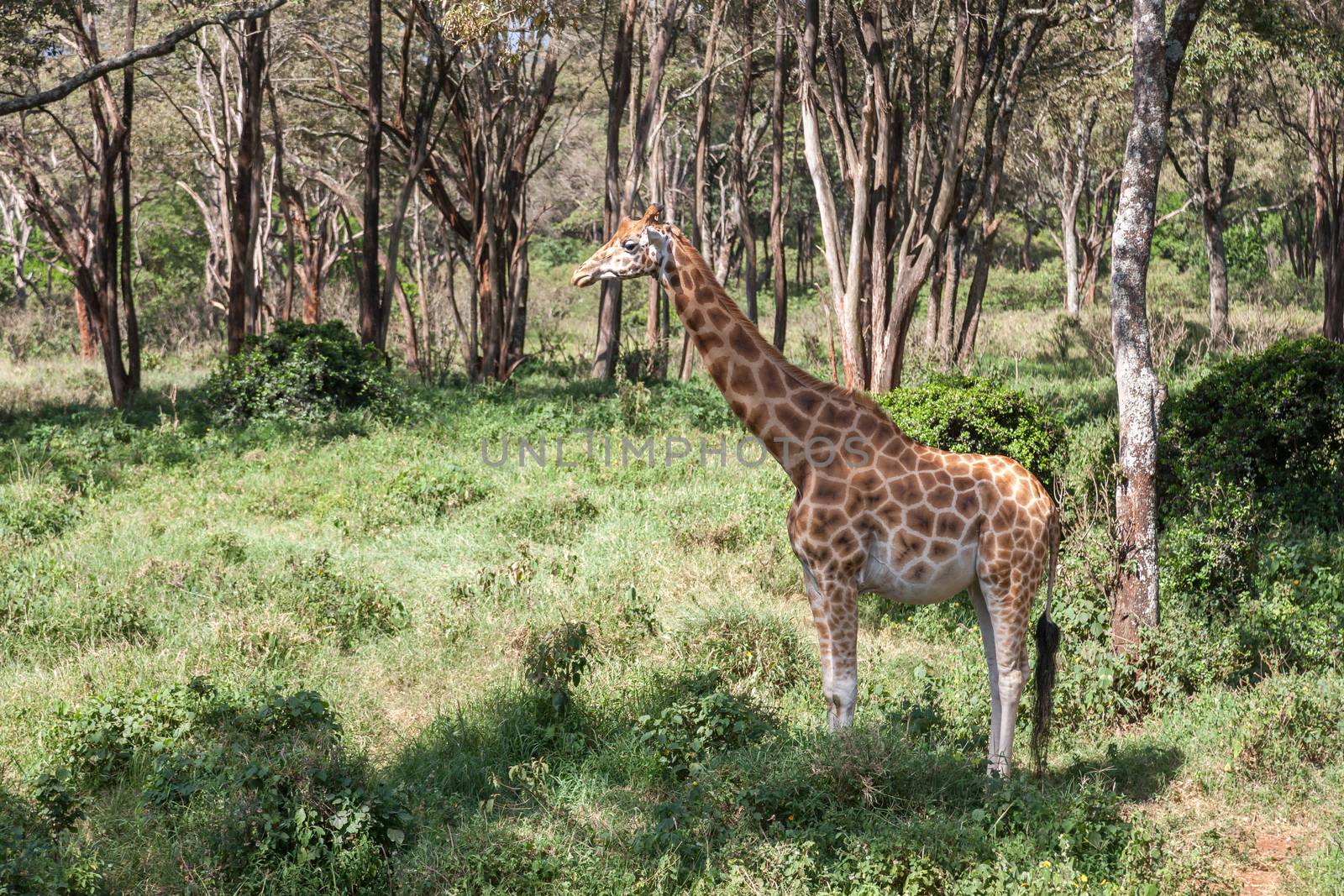 One pregnant giraffe stands in the bushes