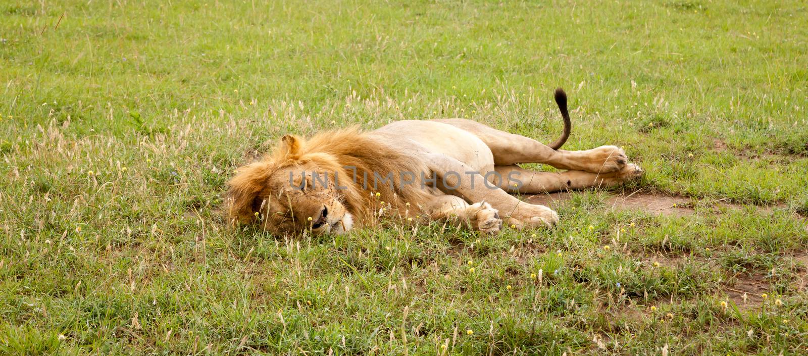 Big lion resting in the grass in the meadow by 25ehaag6