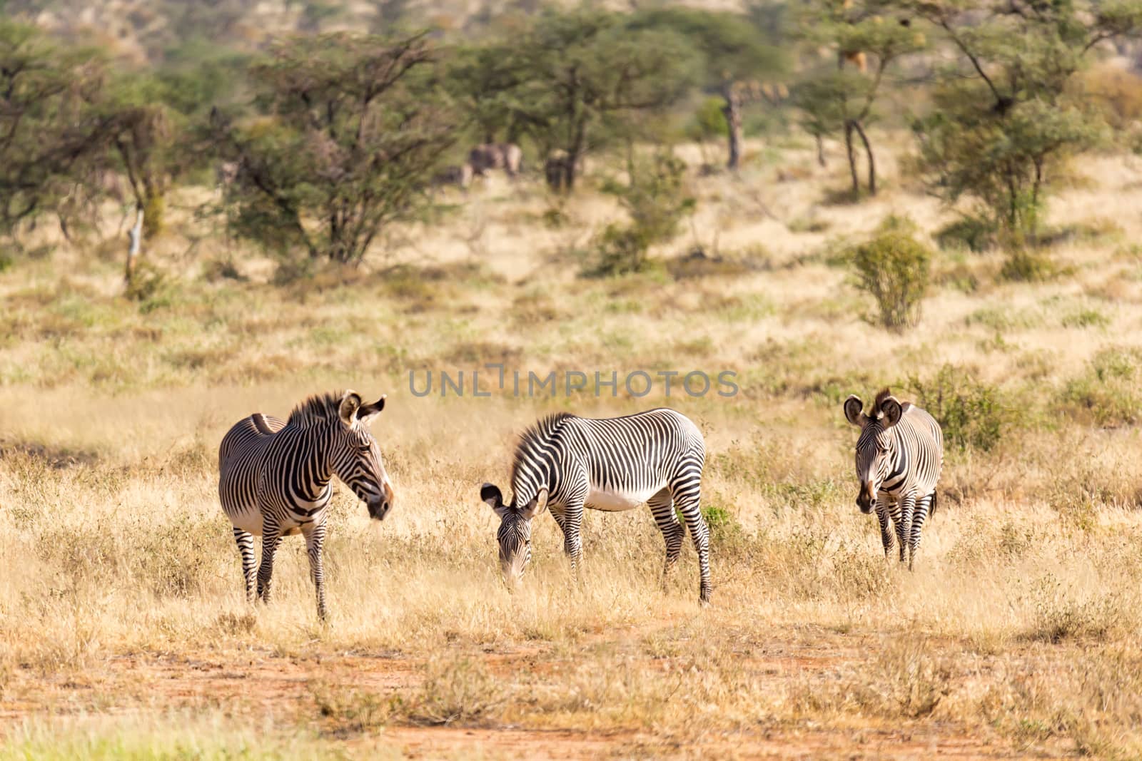 A large herd with zebras grazing in the savannah of Kenya