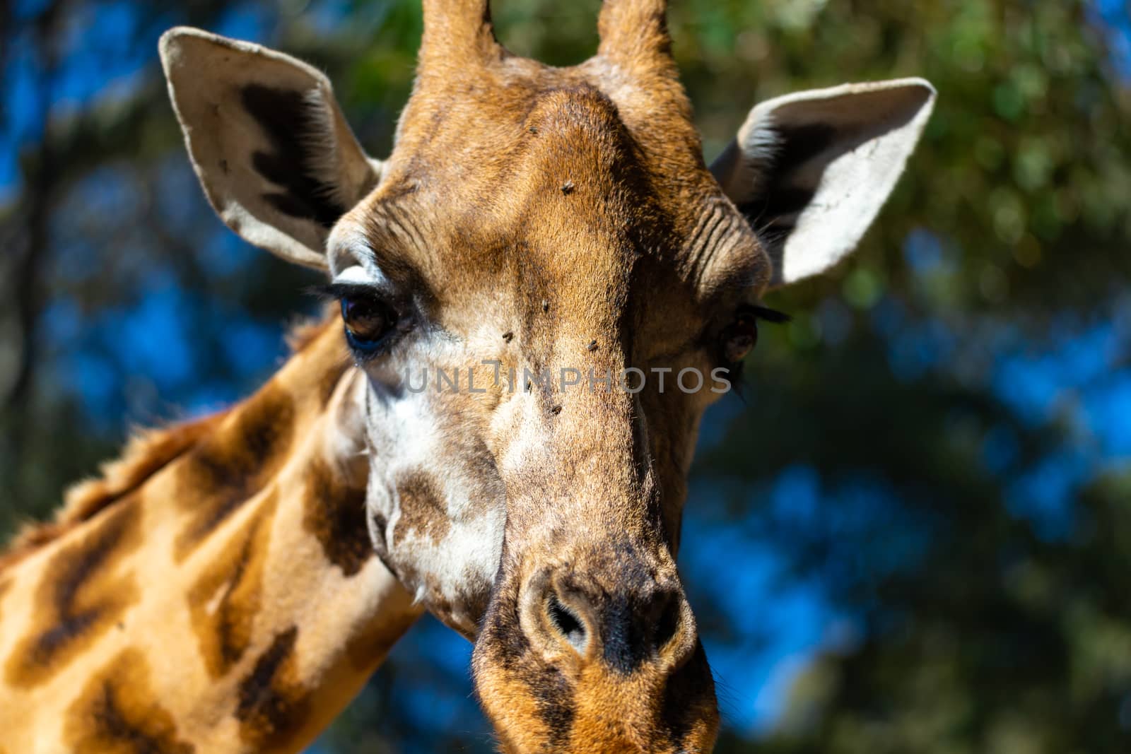 A close-up of one giraffe's head