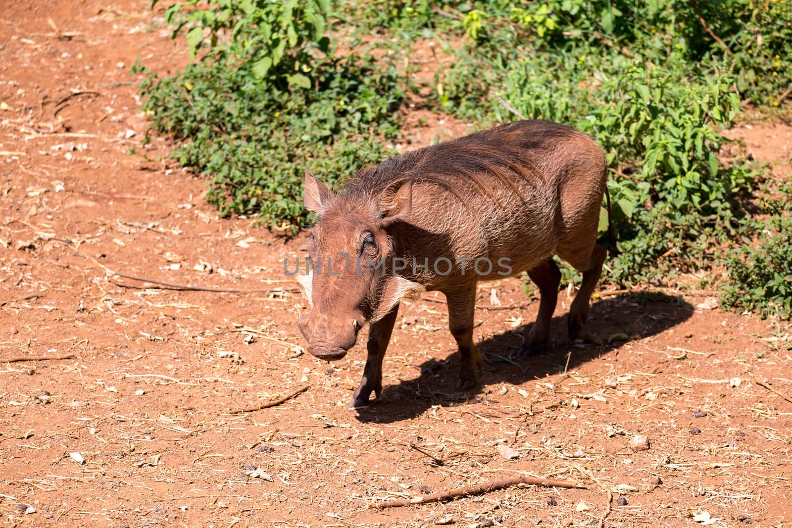 One warthog in the savannah of Kenya