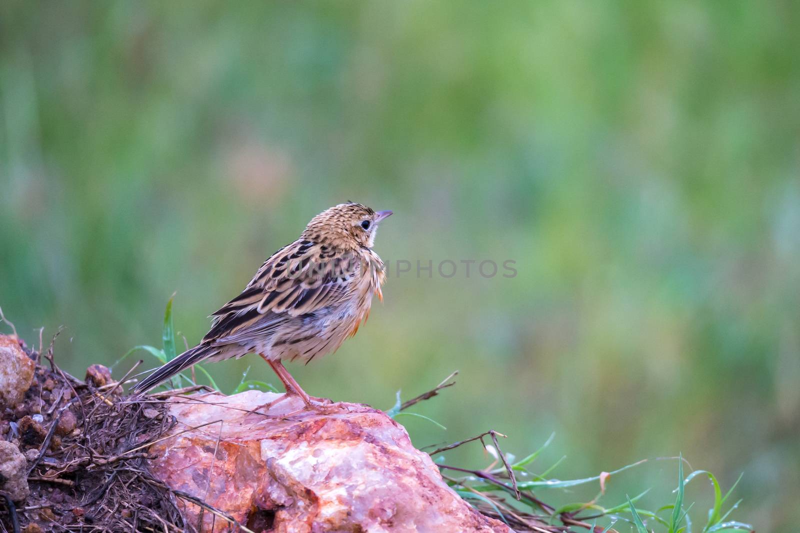 A local Kenyan birds in colorful colors sit on the branches of a tree