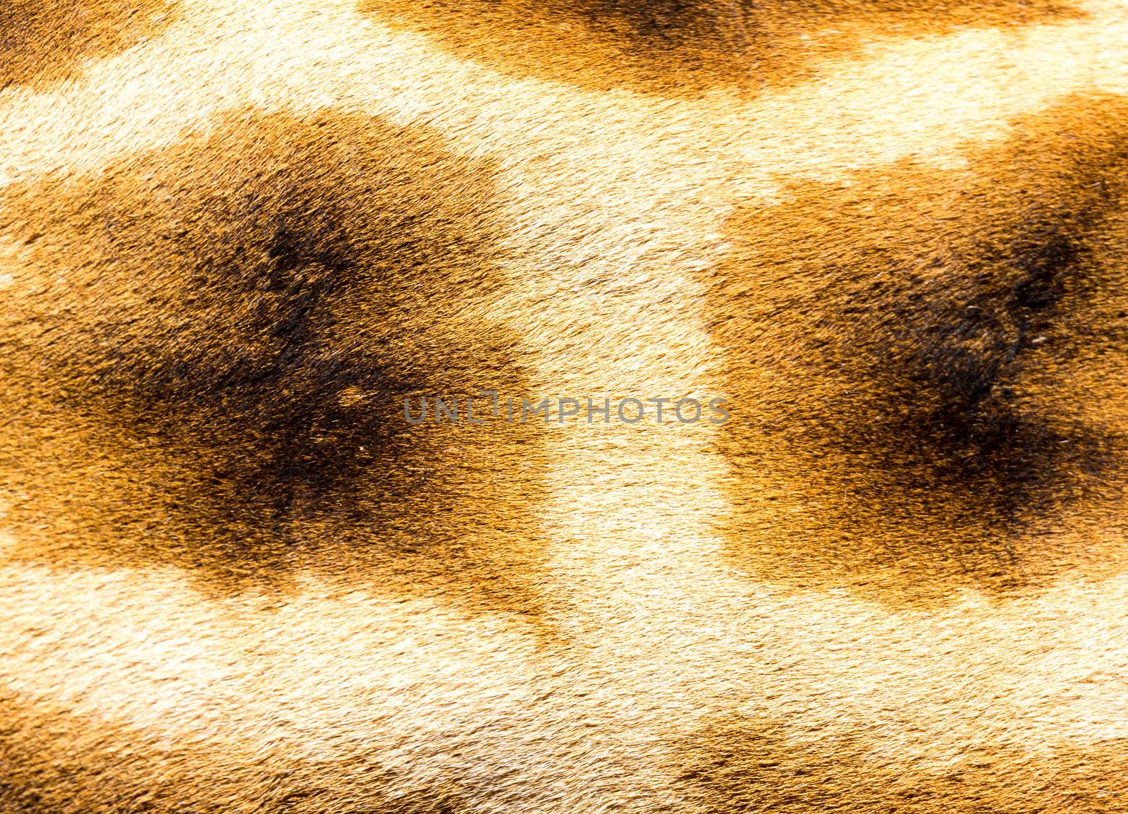 A fur of a giraffe in close-up