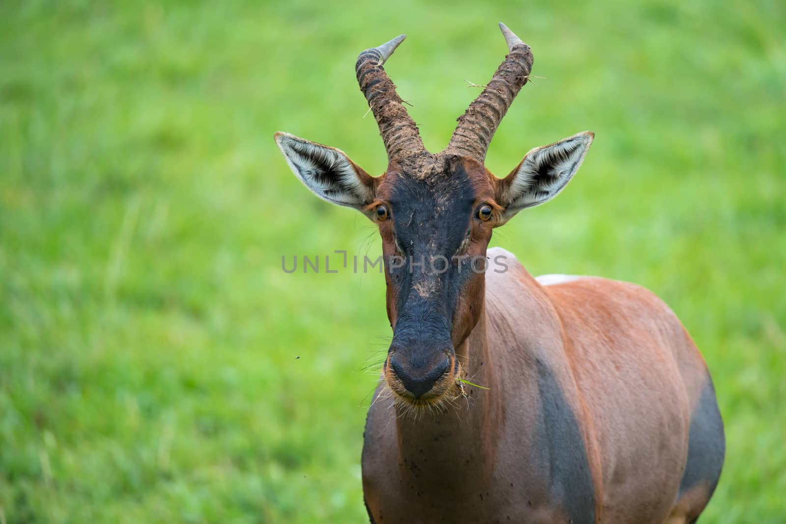 A Topi antelope in the grassland of Kenya's savannah