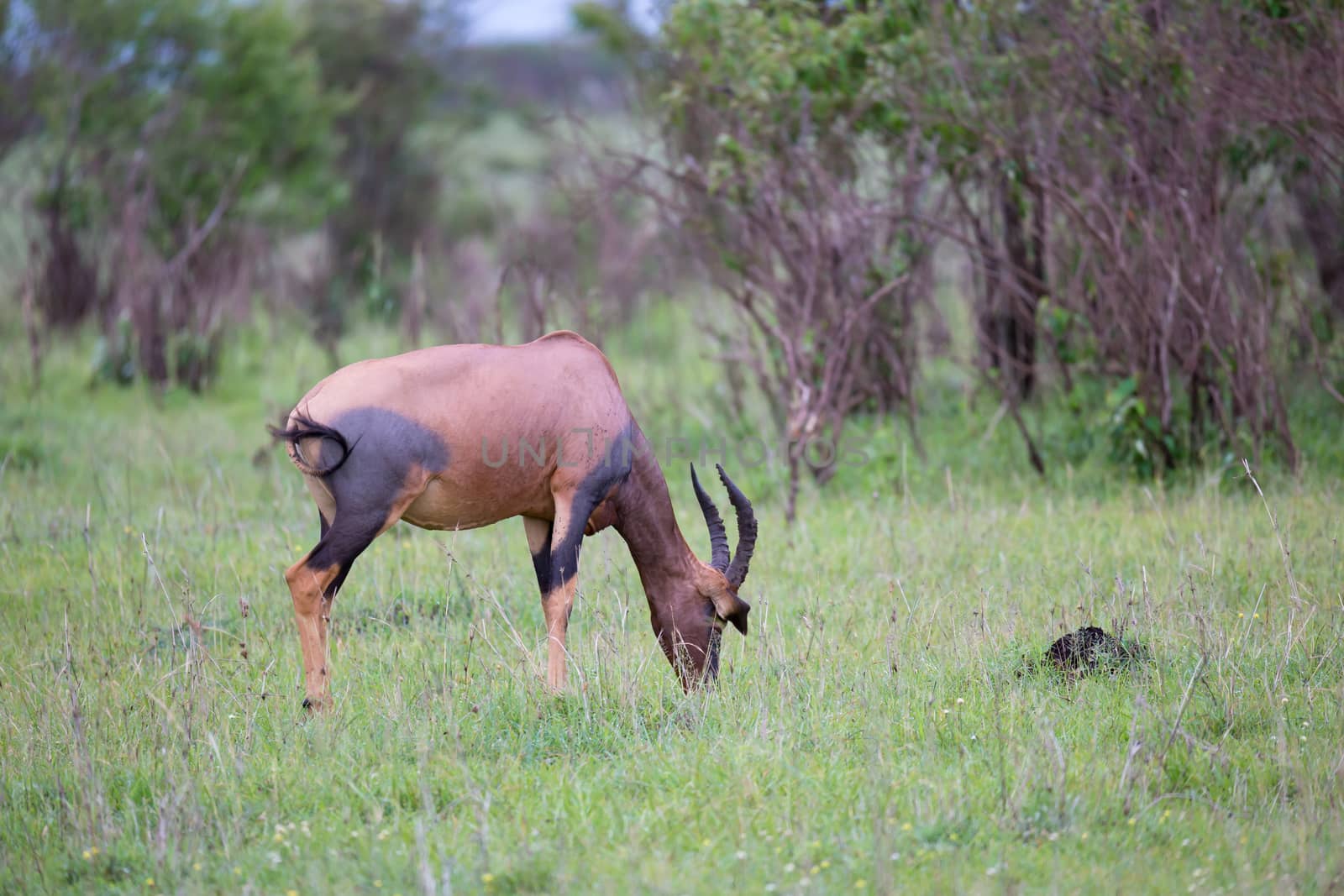 One Topi couple in the Kenyan savanna