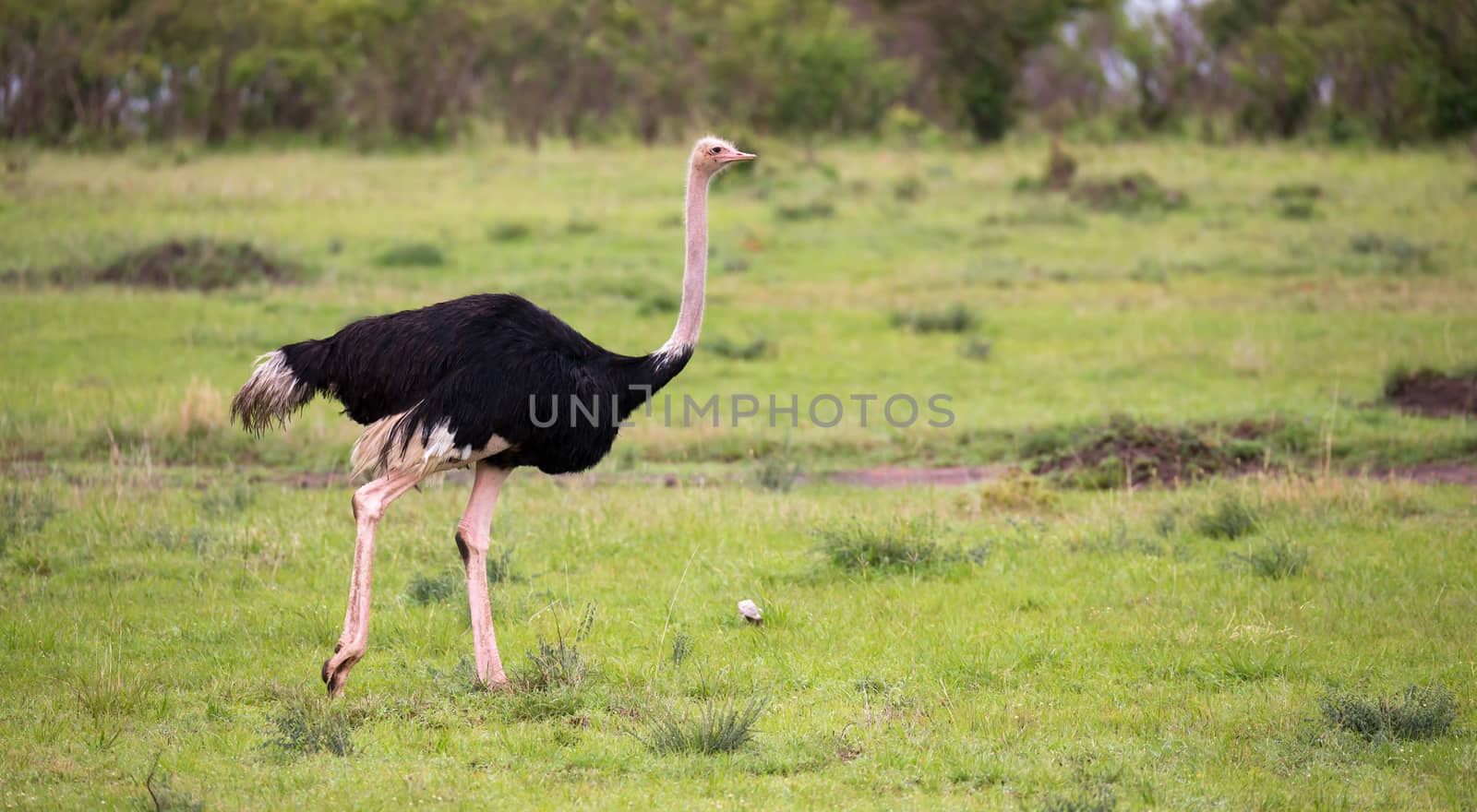 One male Ostrich bird runs through the grass landscape from the savannah in Kenya