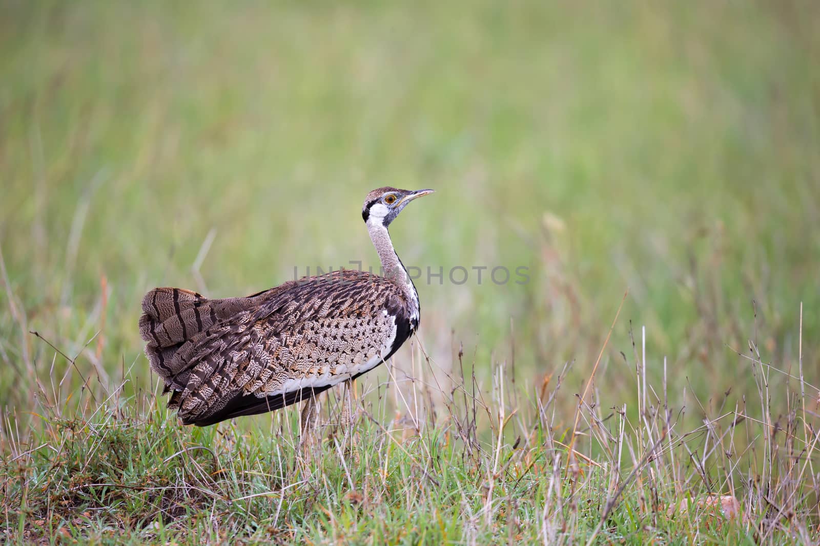 One indigenous gray bird is standing in the grass and looking