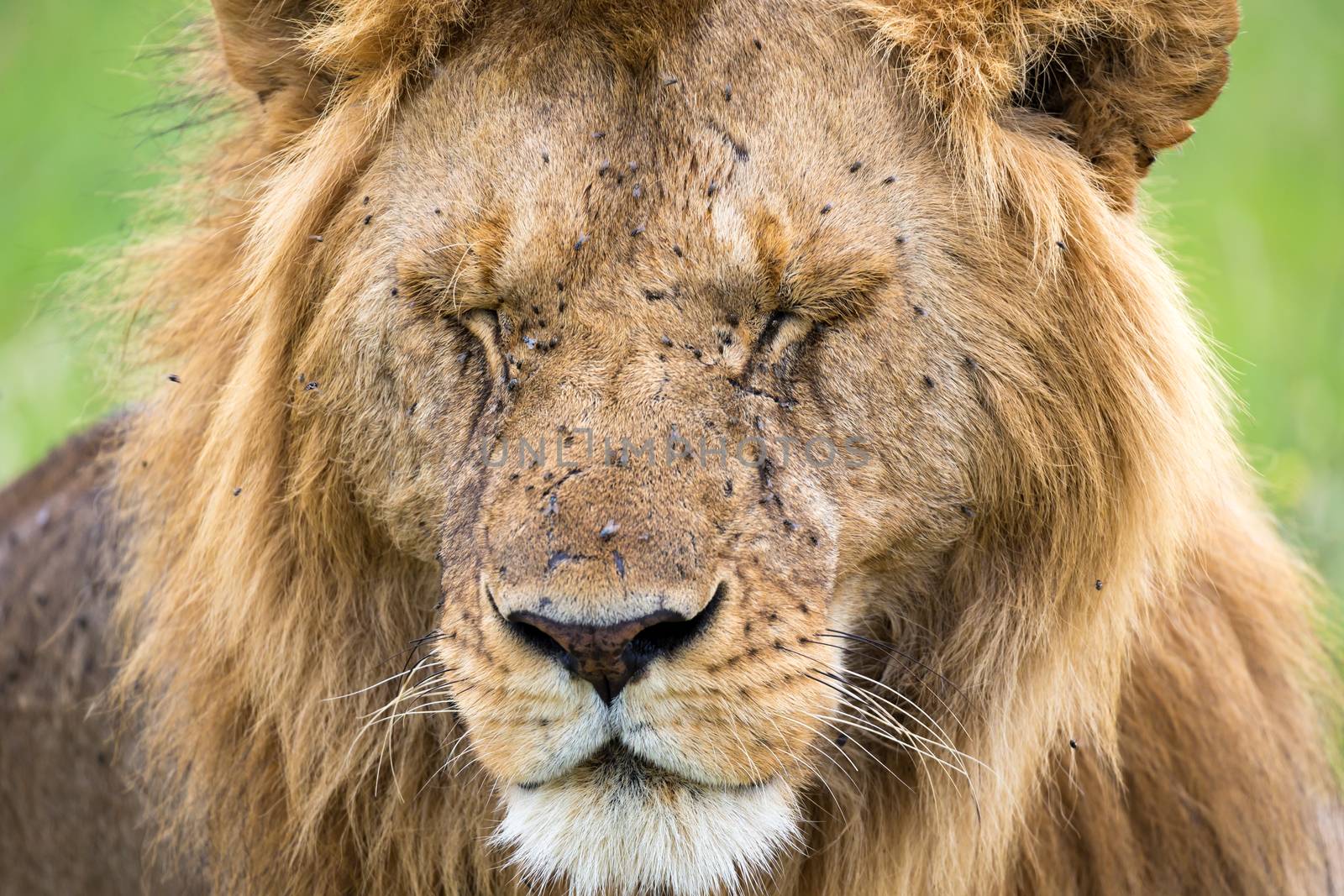 A face of a big lion in closeup