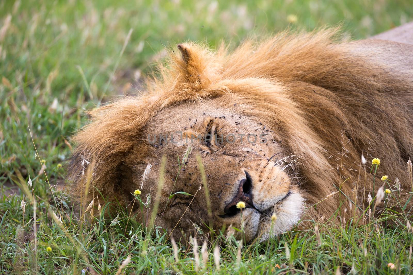 One big lion sleeps in the grass of the Kenyan savannah