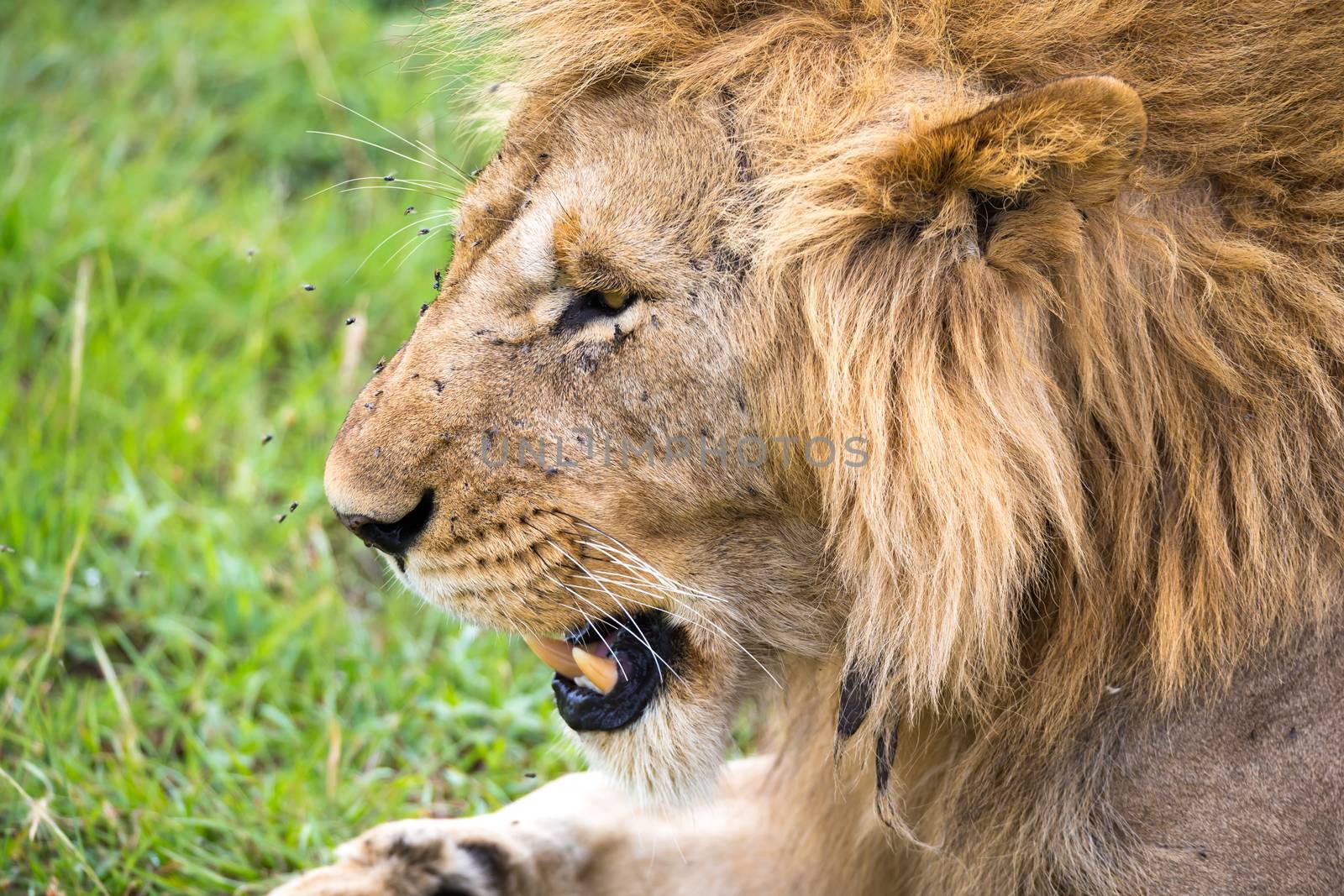The close-up of the face of a lion in the savannah of Kenya
