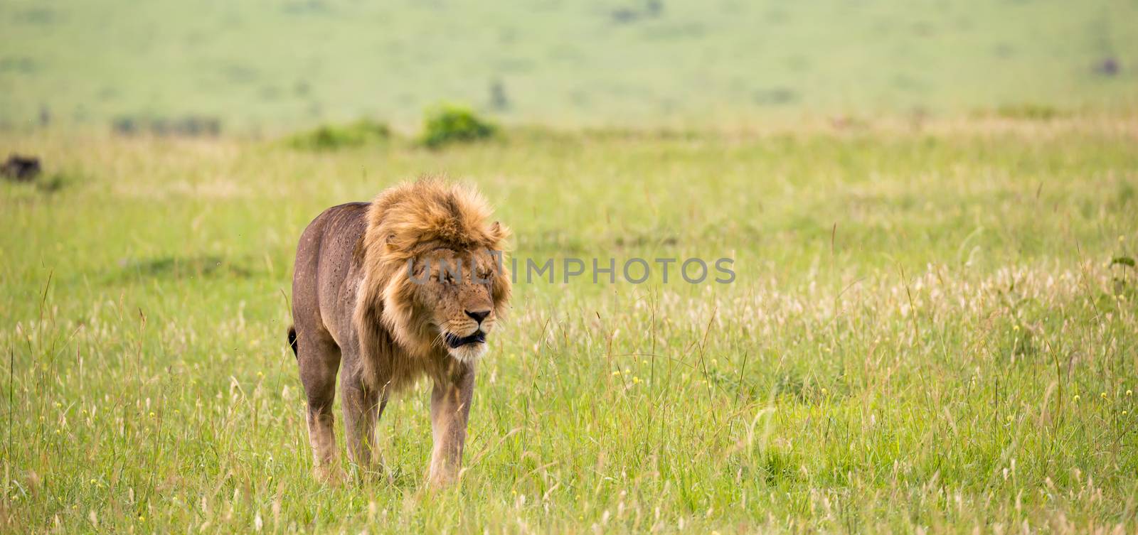 One big male lion is walking in the savannah