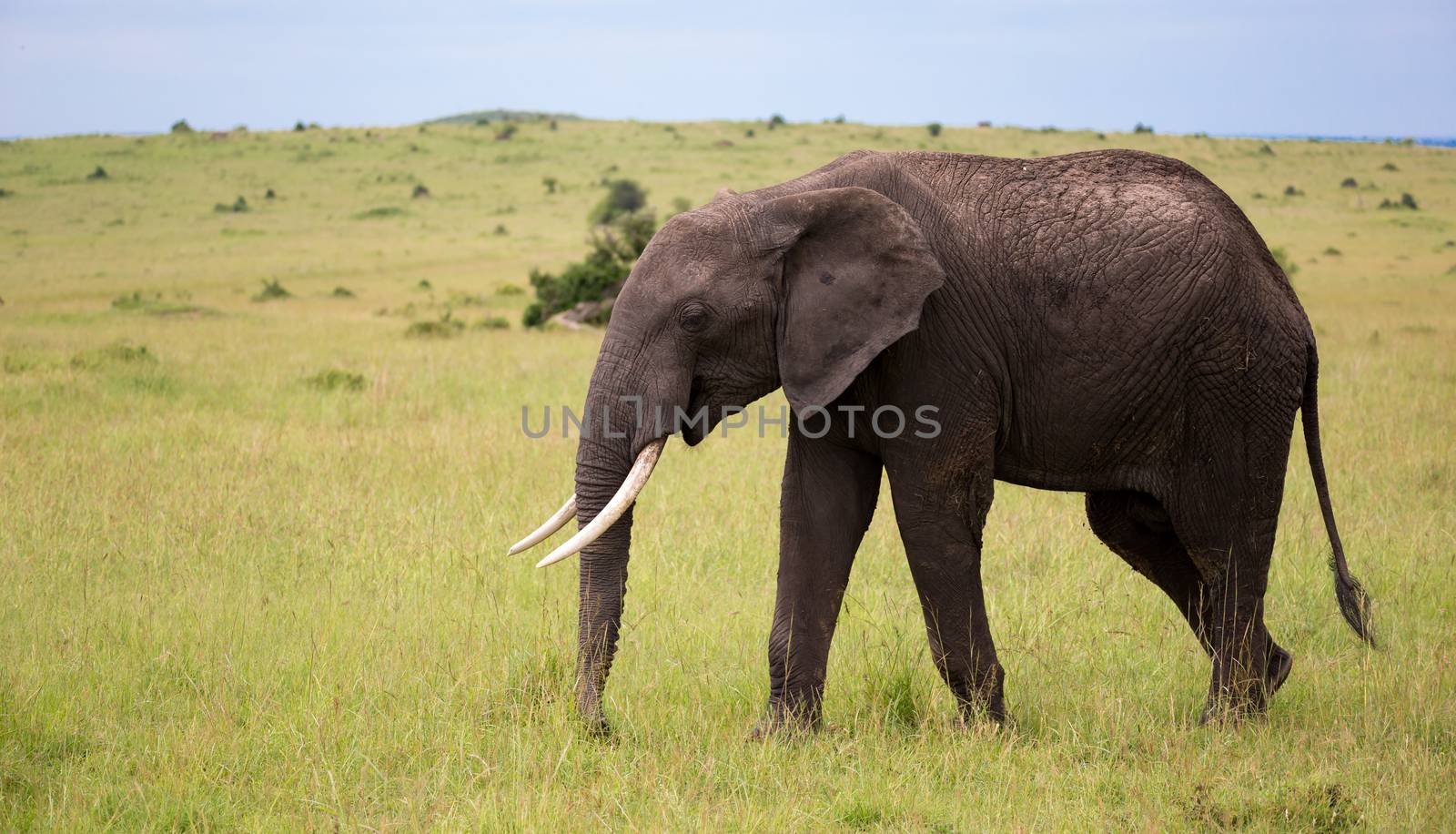 One big elephant walking throught the savannah of Kenya