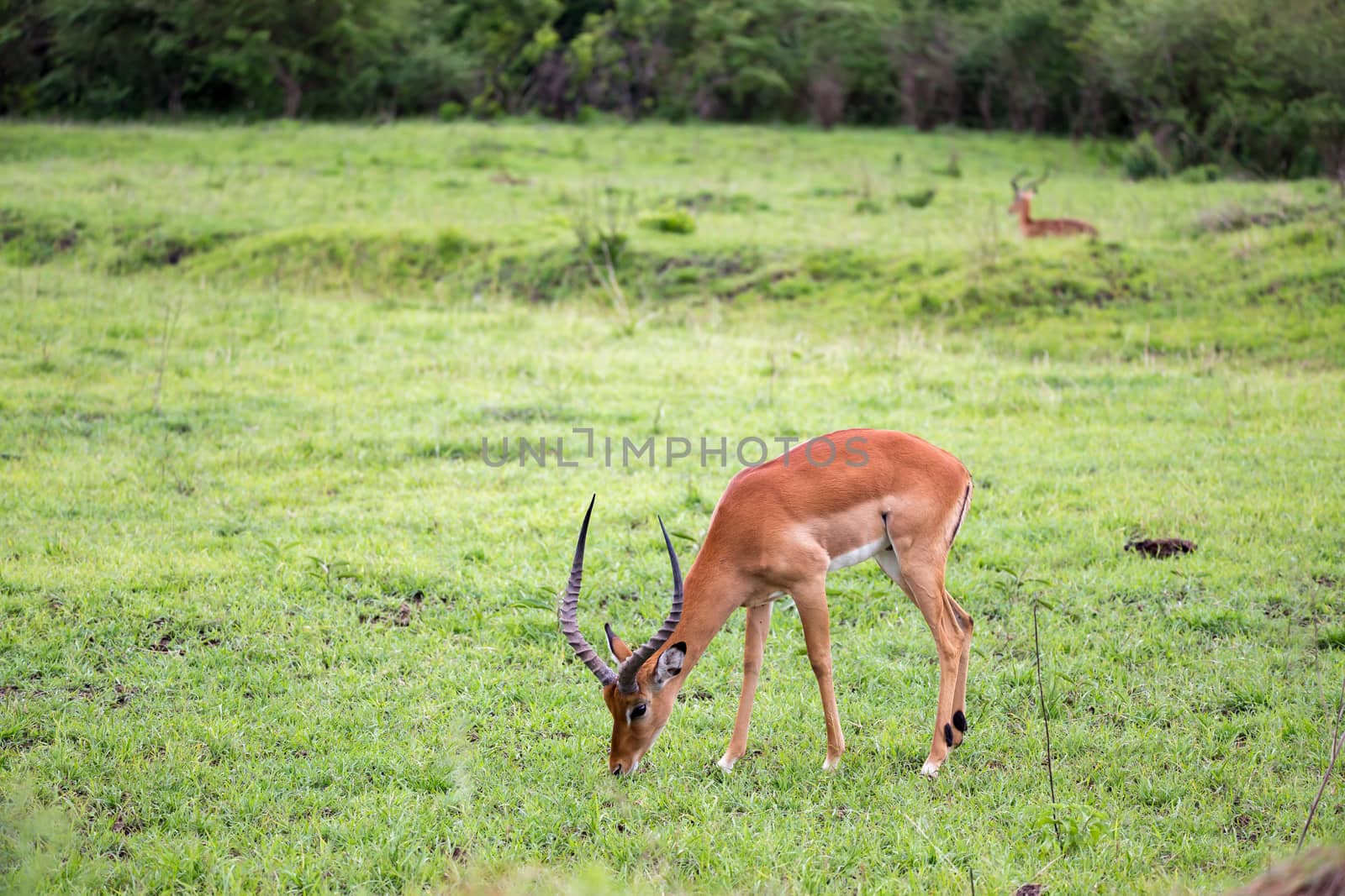 The antelopes in the grass landscape of Kenya