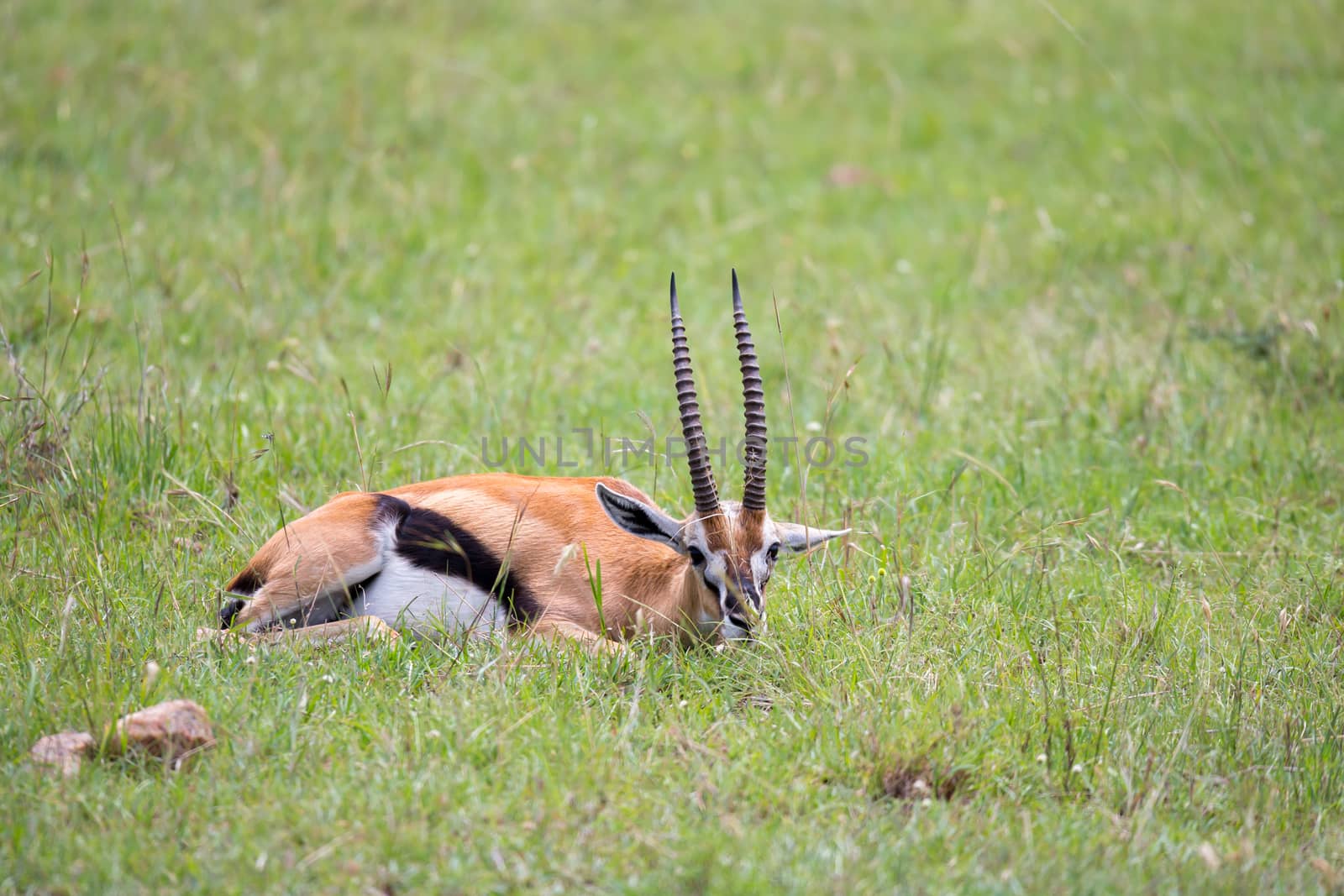 The antelopes in the grass landscape of Kenya
