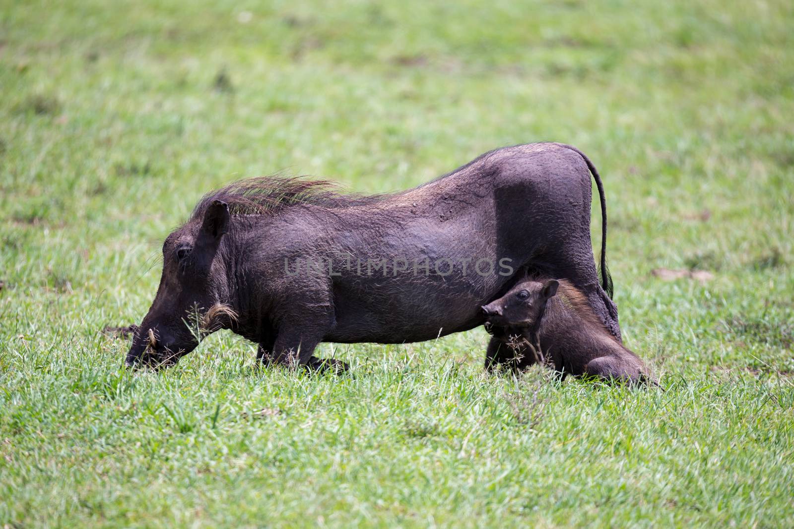 Some Warthogs are grazing in the savannah of Kenya
