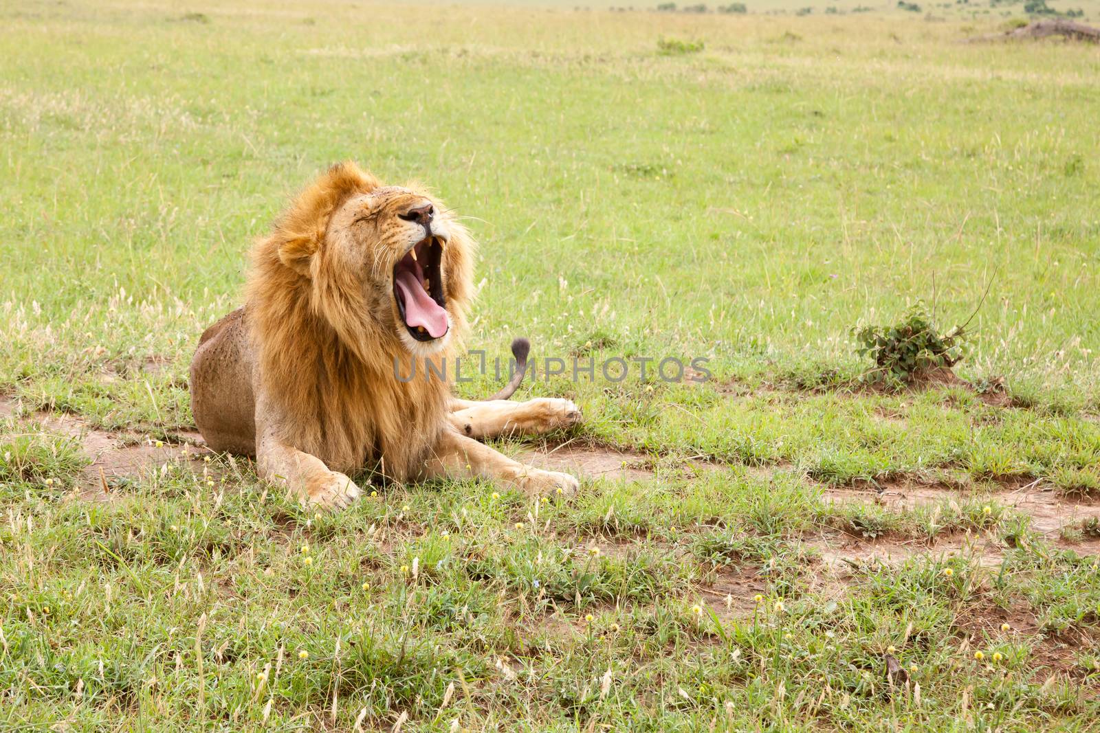 A big lion yawns lying on a meadow with grass