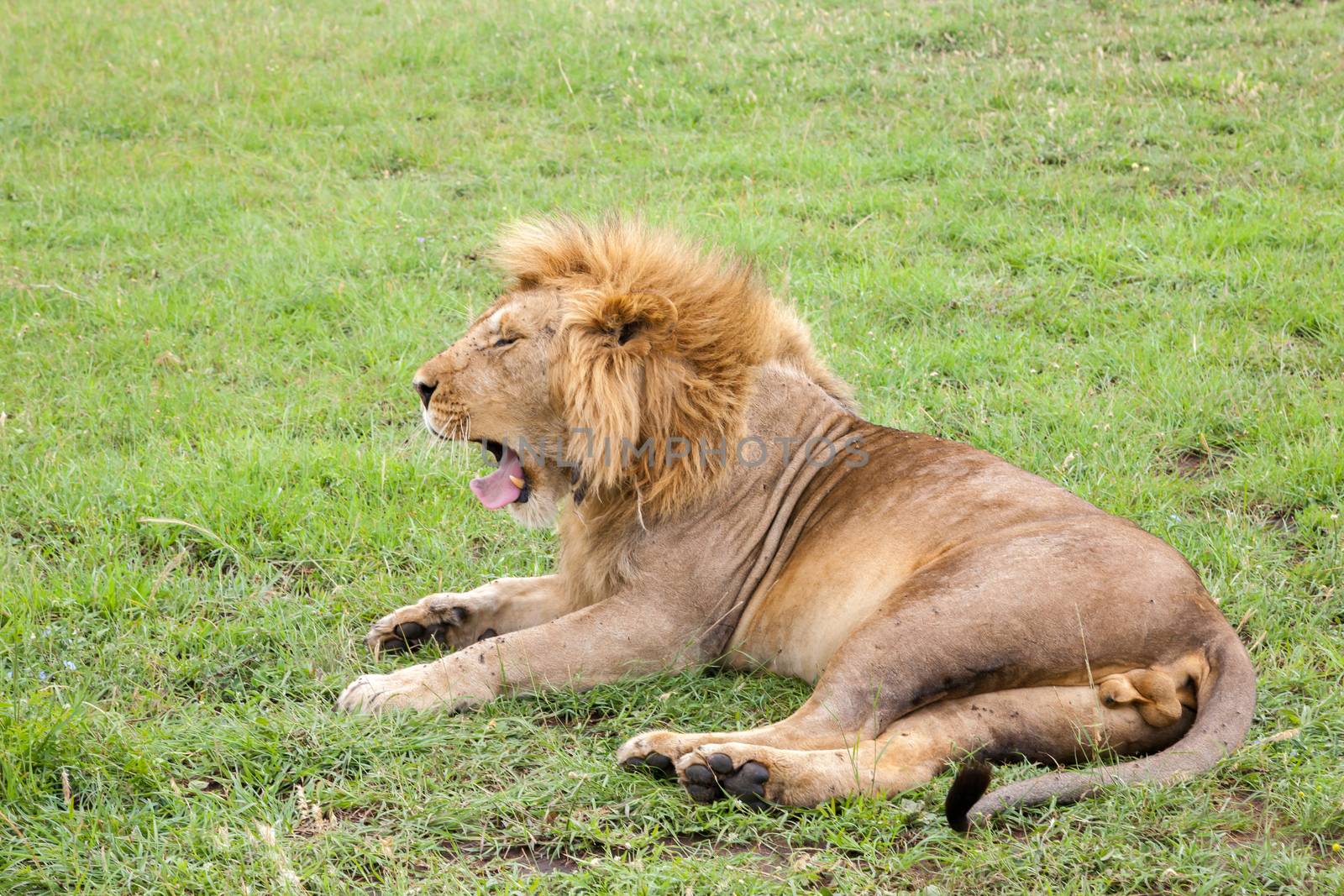 A big lion yawns lying on a meadow with grass
