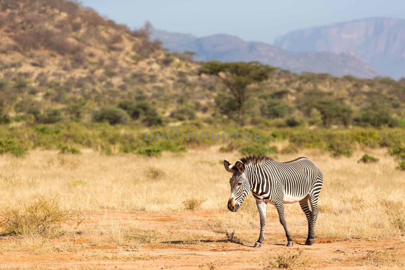 The Grevy Zebra is grazing in the countryside of Samburu in Kenya
