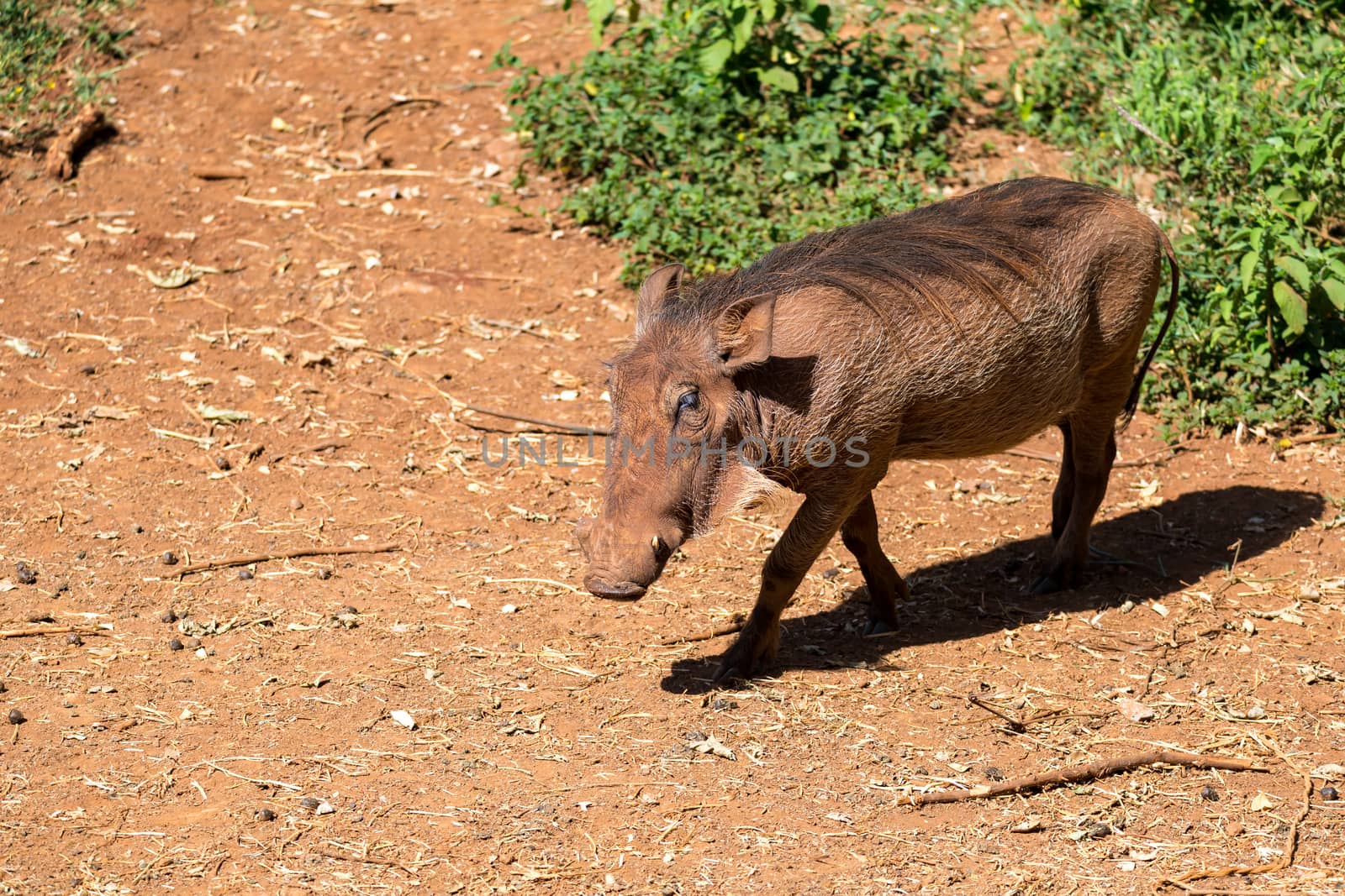 One warthog in the savannah of Kenya