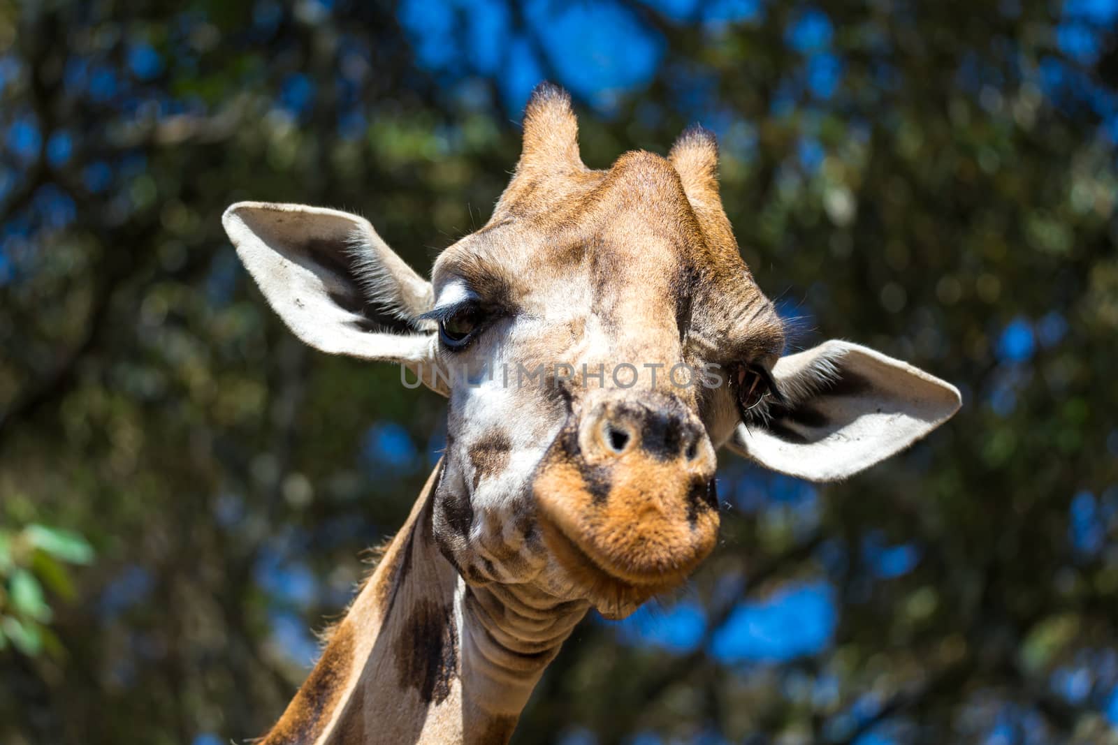 A close-up of one giraffe's head