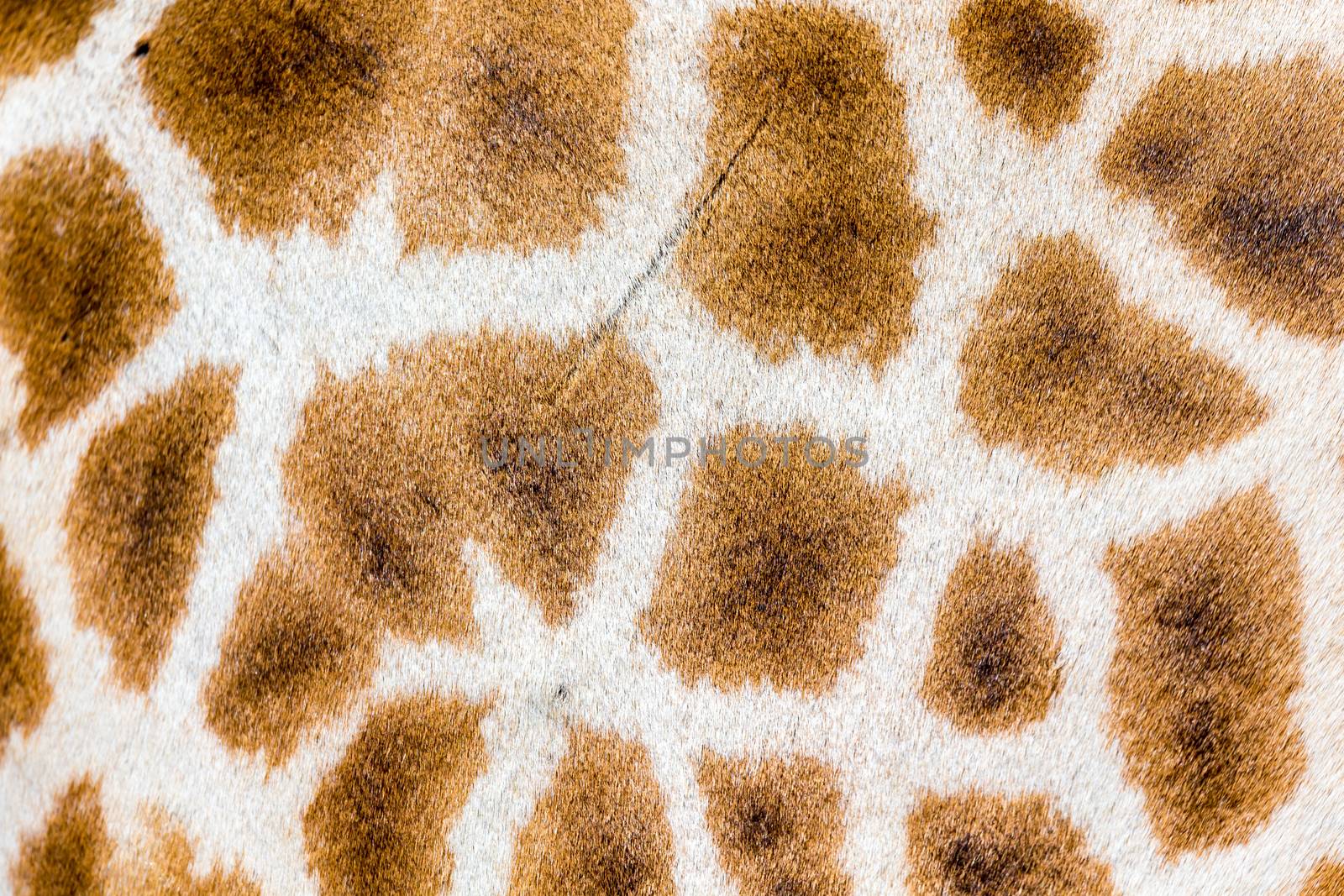 A fur of a giraffe in close-up