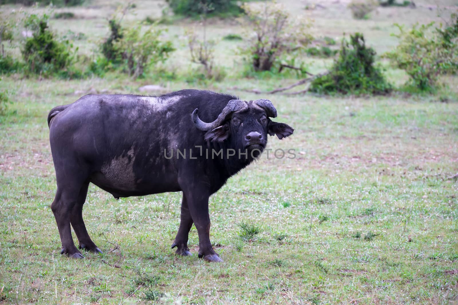 The Buffalos are standing in the savannah in the middle of a national park in Kenya