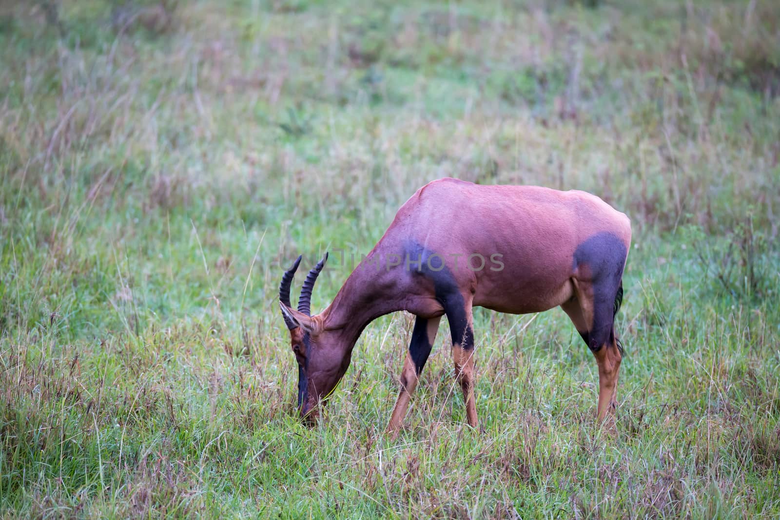 A Topi antelope in the grassland of Kenya's savannah