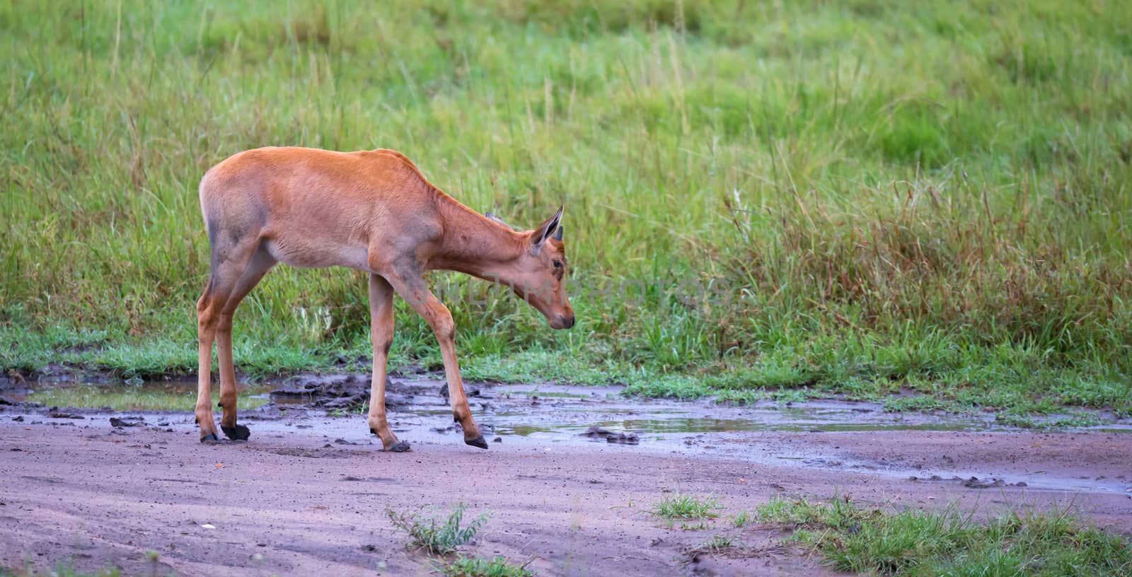A Topi antelope in the grassland of Kenya's savannah