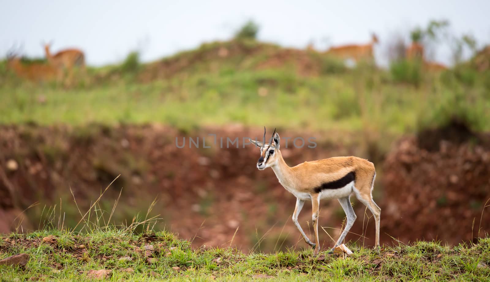 A Thomson's Gazelle in the grass landscape of the savannah in Kenya