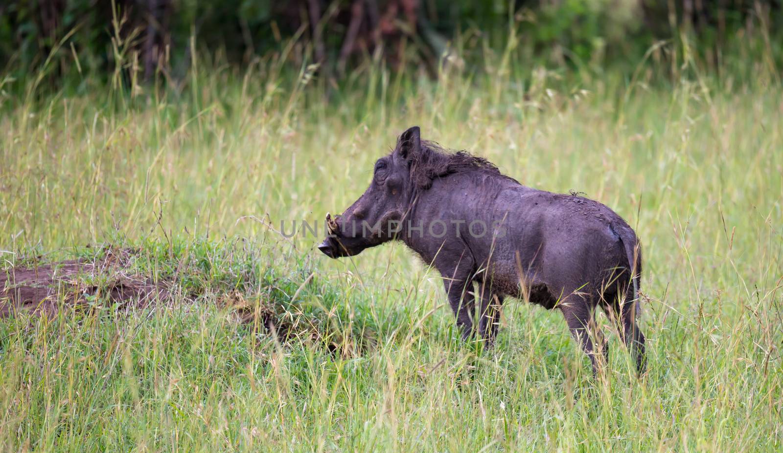 Some Warthogs are grazing in the savannah of Kenya