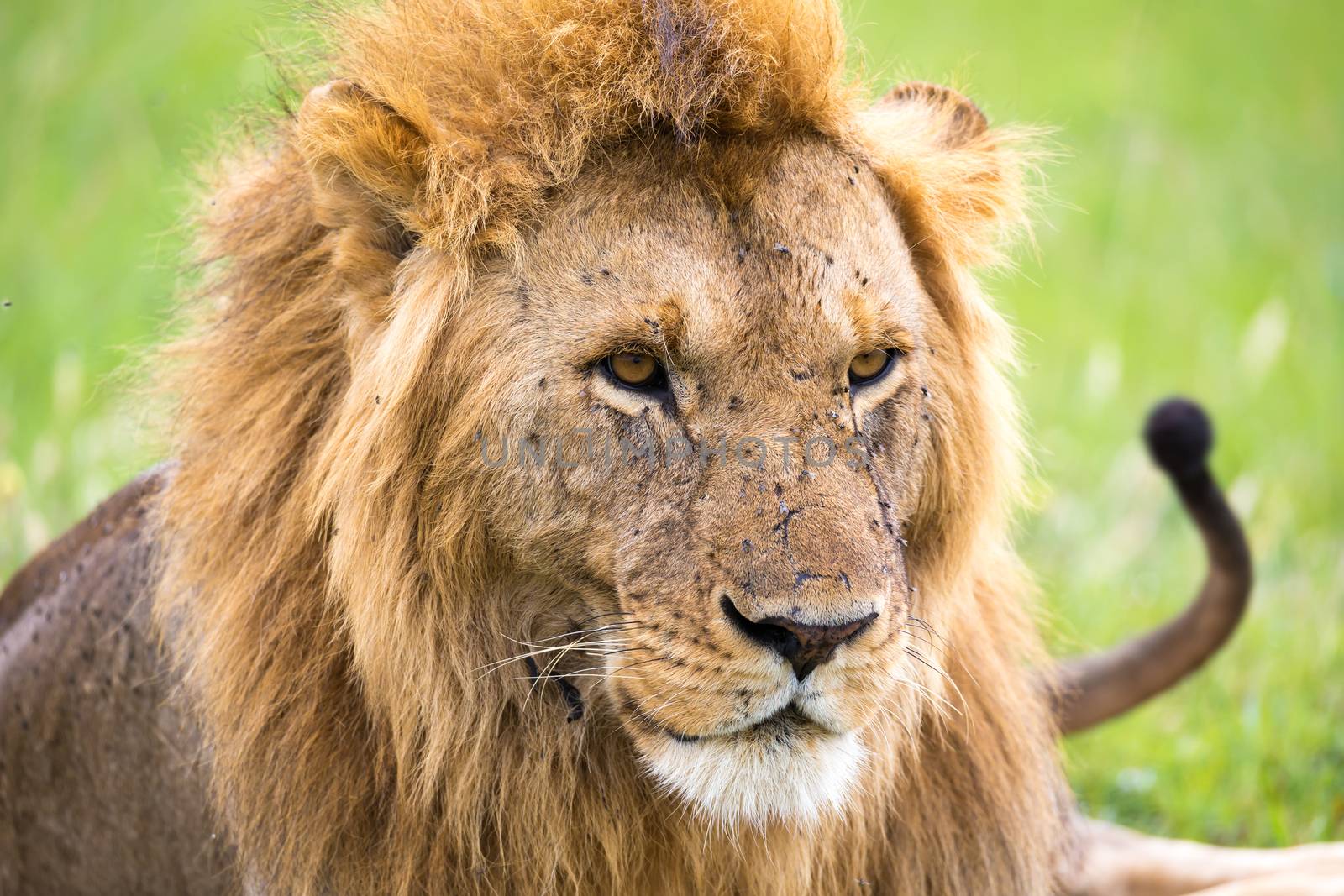 The close-up of the face of a lion in the savannah of Kenya