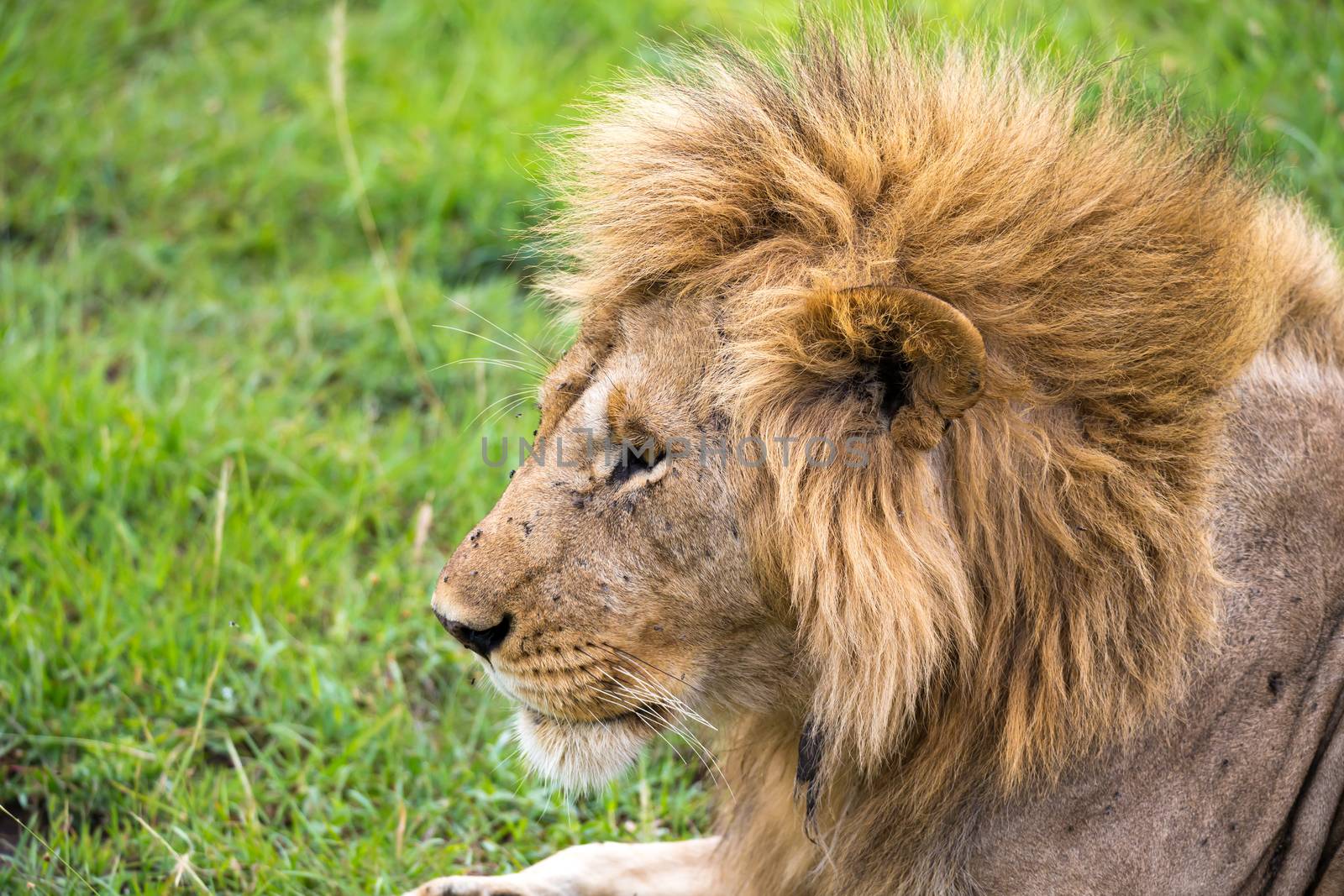 The close-up of the face of a lion in the savannah of Kenya