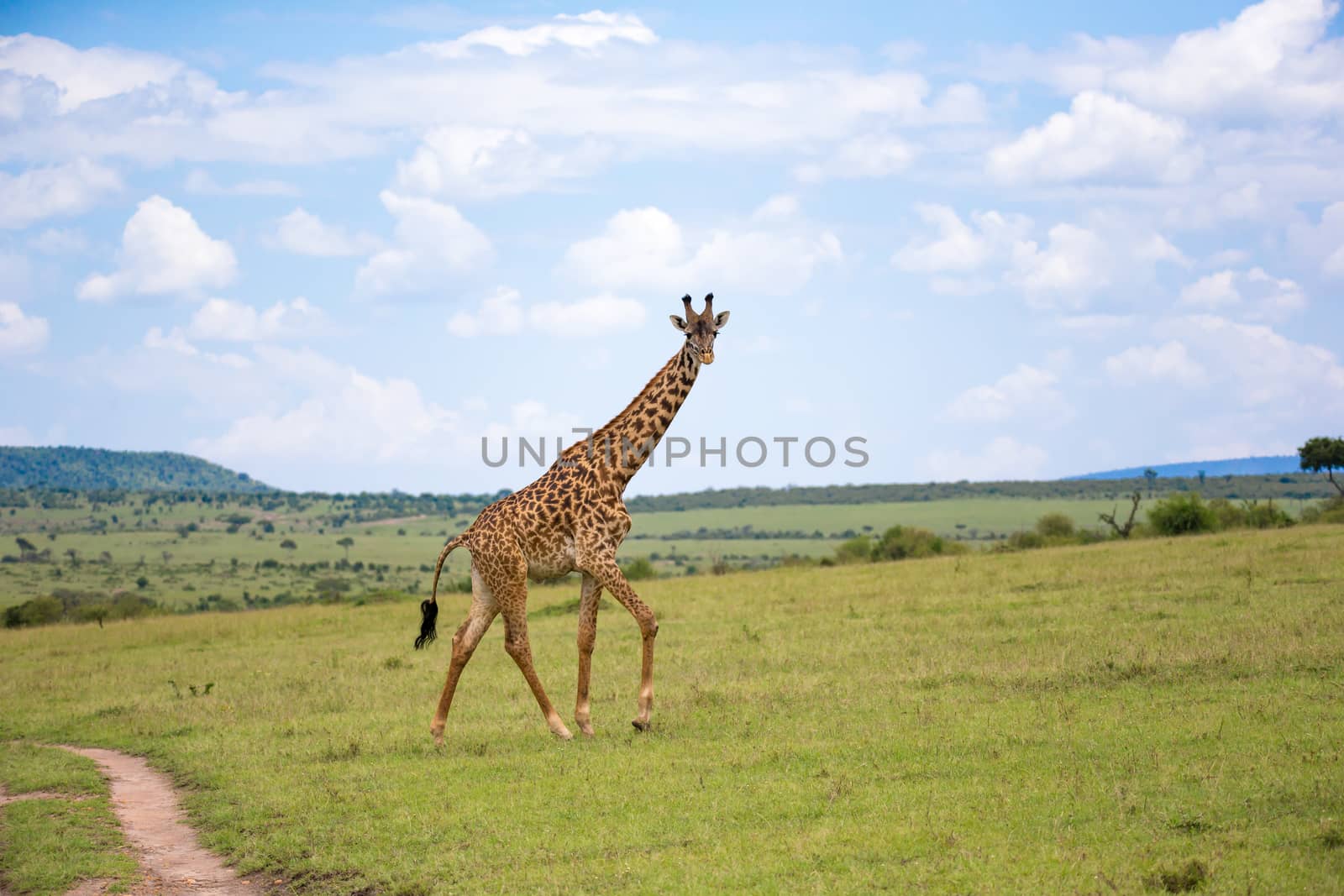 A giraffes run through the grass landscape in Kenya