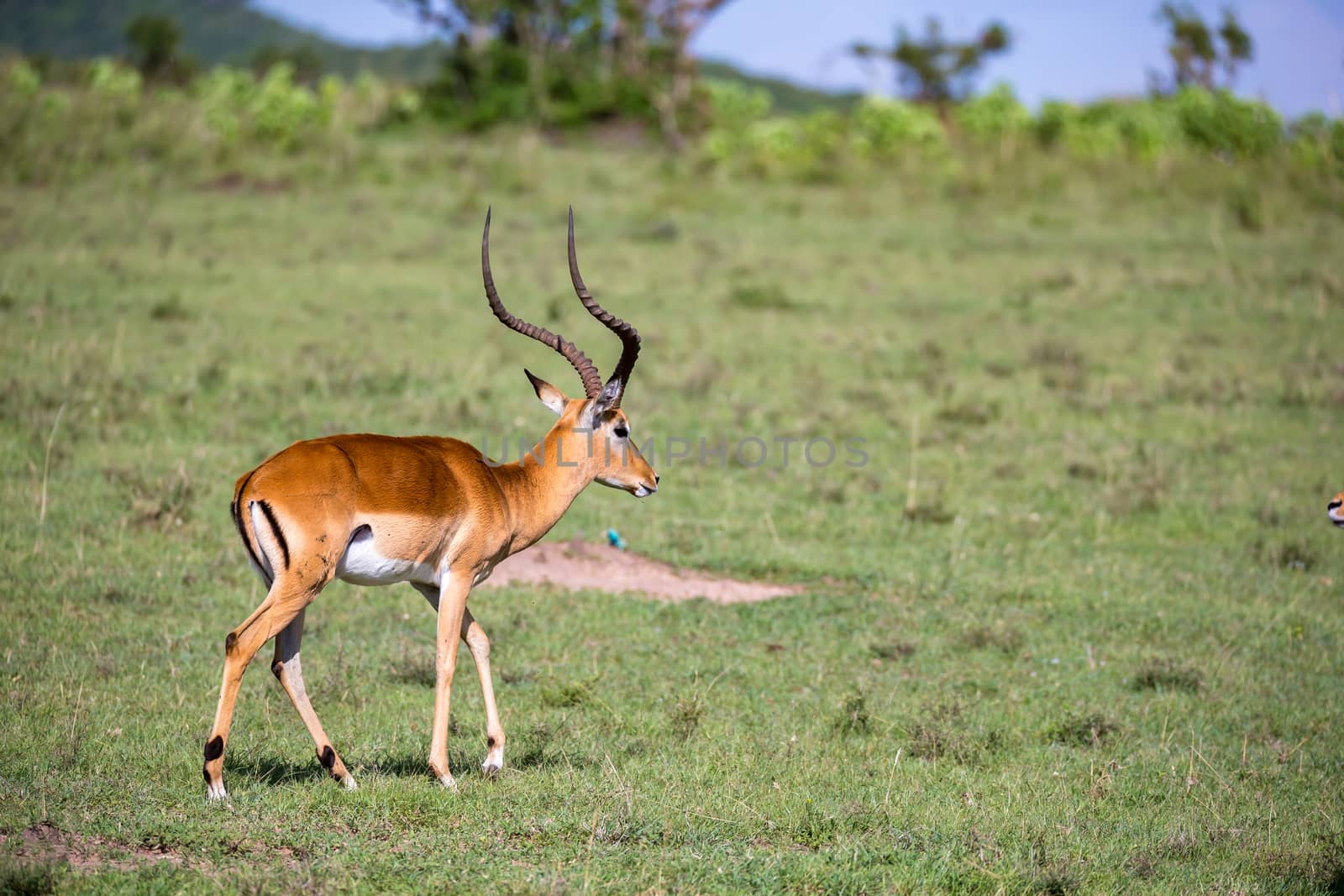 The antelopes in the grass landscape of Kenya