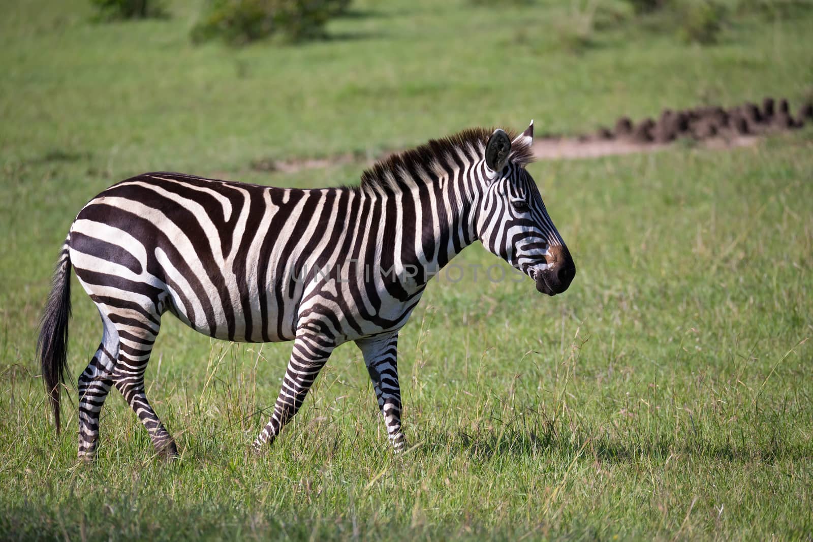 Some zebras run and graze in the savannah
