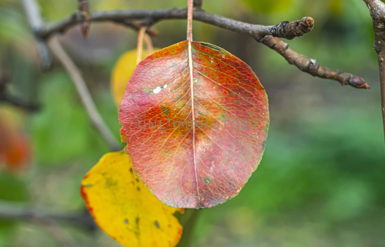 autumn leave on a tree, close up