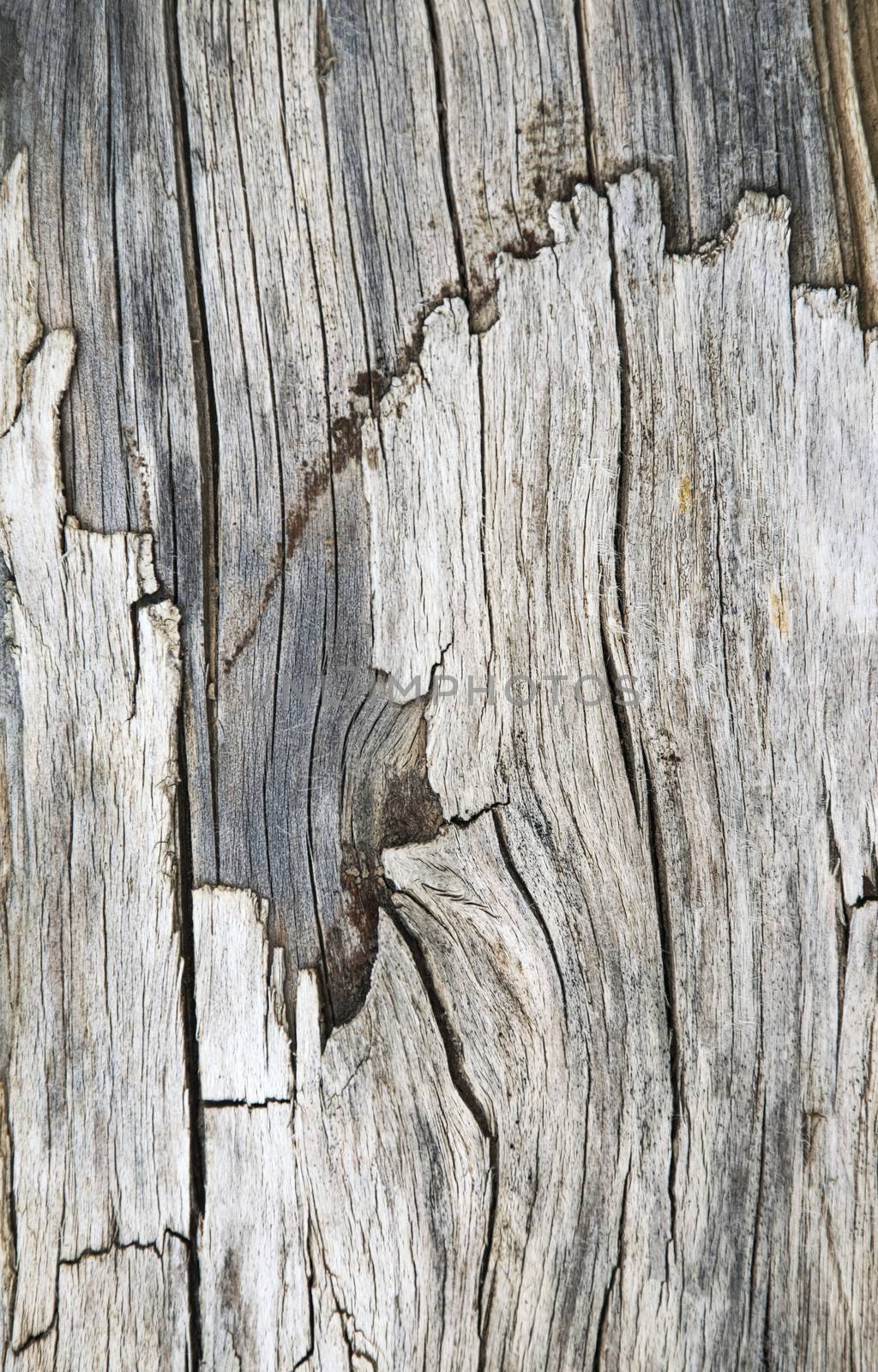 detail of cracked old wood by Ahojdoma