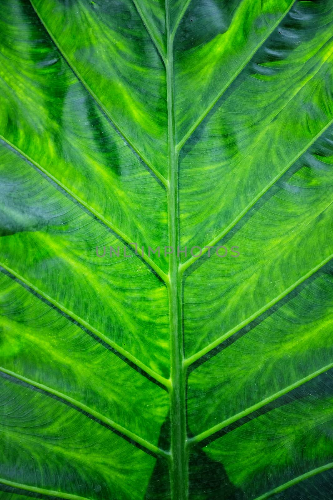 Texture and detail of a green leaf as background