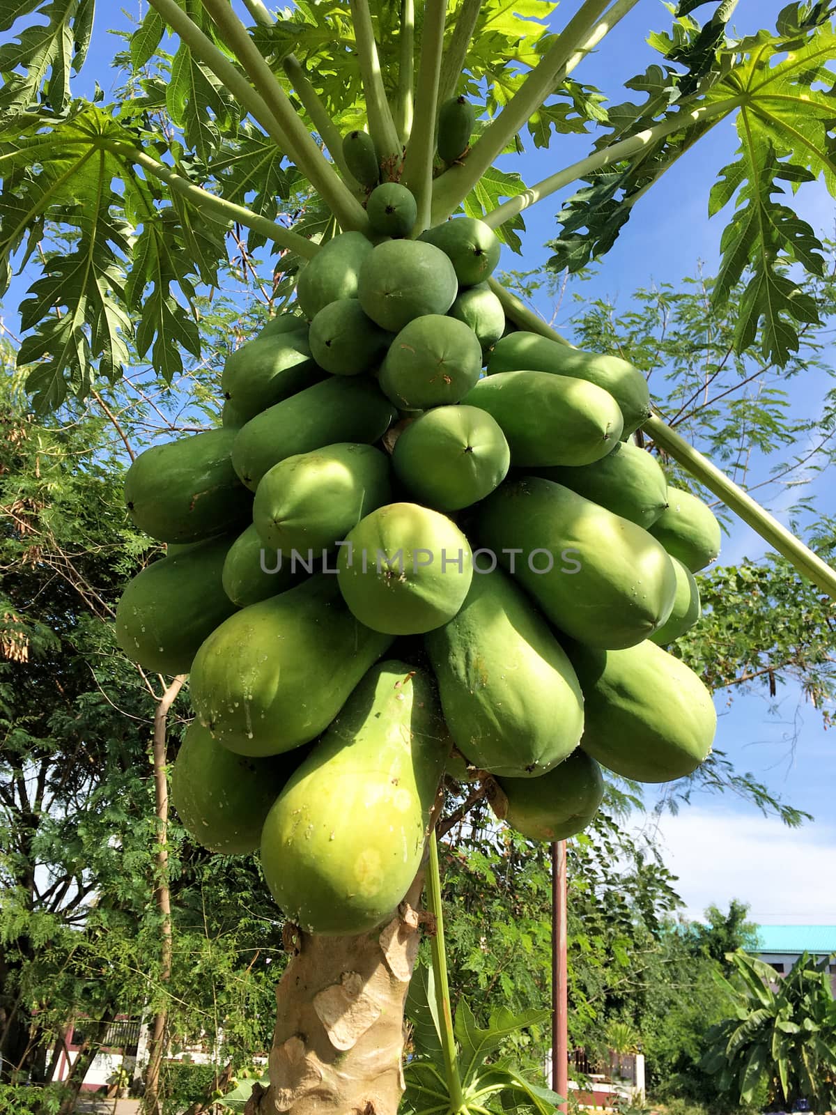 Organic green papaya on tree in daylight by Surasak