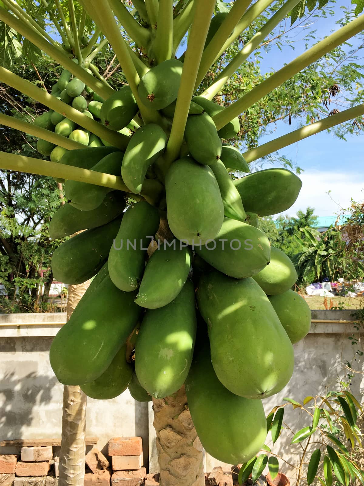 Organic green papaya on tree in daylight