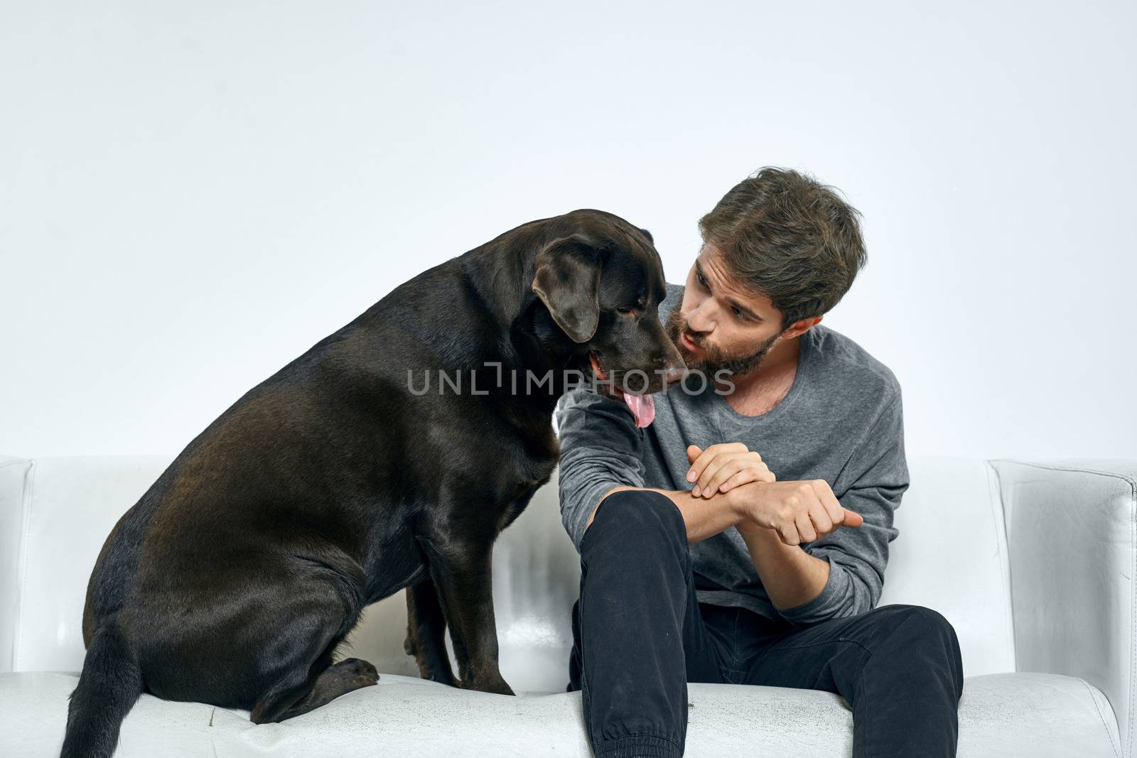 Male owner play with the dog on the couch training fun light room friends pet by SHOTPRIME