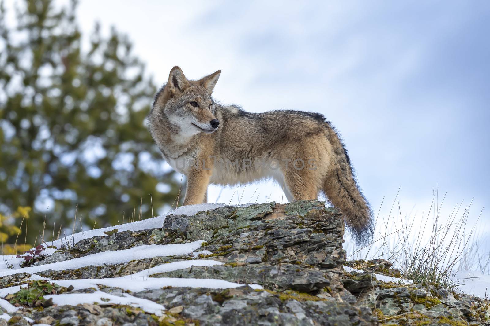 A Coyote searches for a meal in the snowy mountains of Montana.