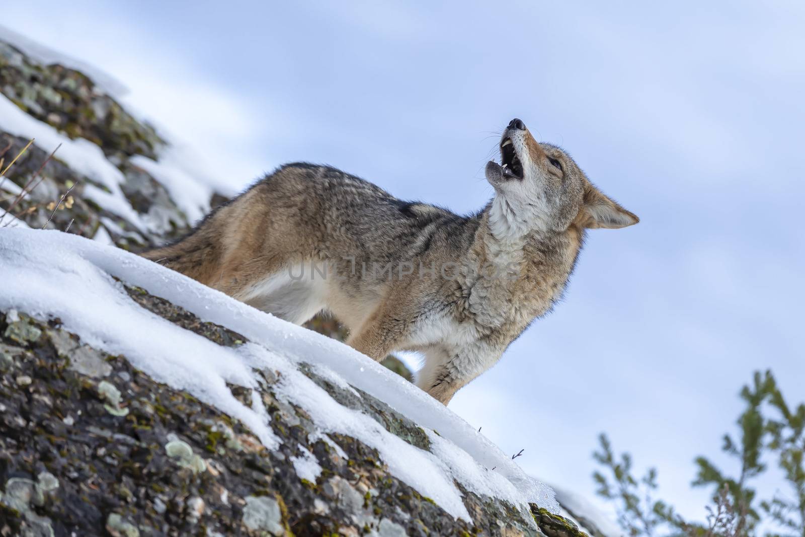 A Coyote searches for a meal in the snowy mountains of Montana.