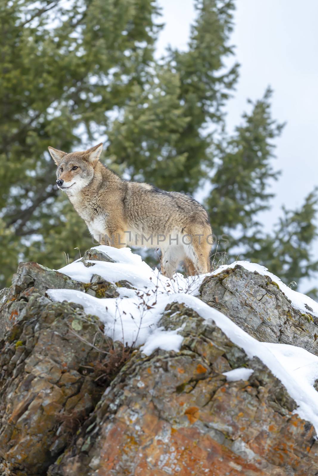 A Coyote searches for a meal in the snowy mountains of Montana.