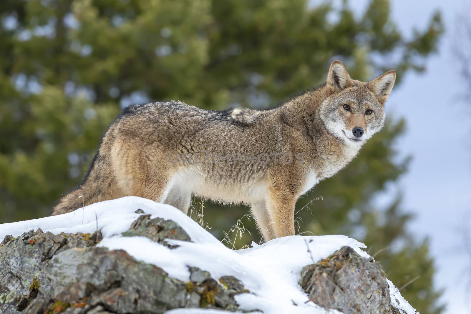 A Coyote searches for a meal in the snowy mountains of Montana.