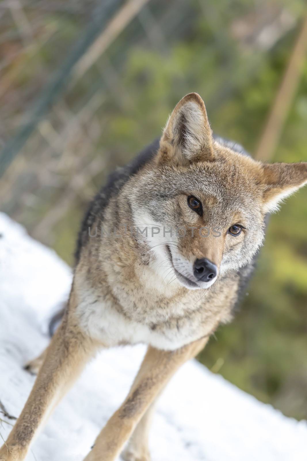 A Coyote searches for a meal in the snowy mountains of Montana.