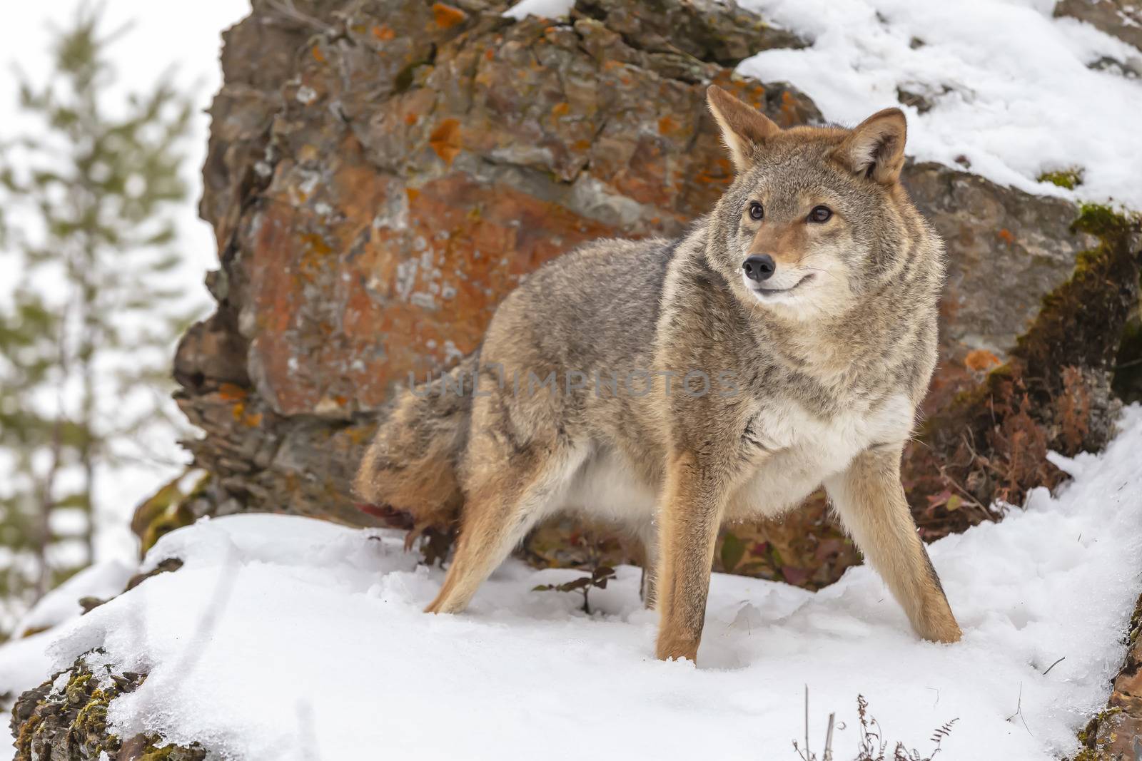 A Coyote searches for a meal in the snowy mountains of Montana.