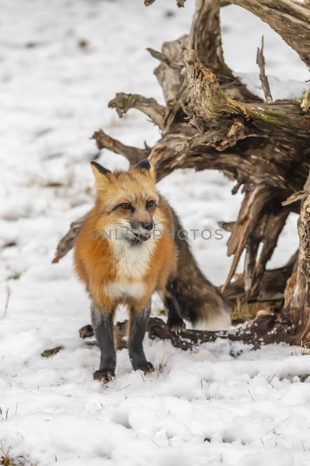 A Red Fox hunting for pray in a snowy environment