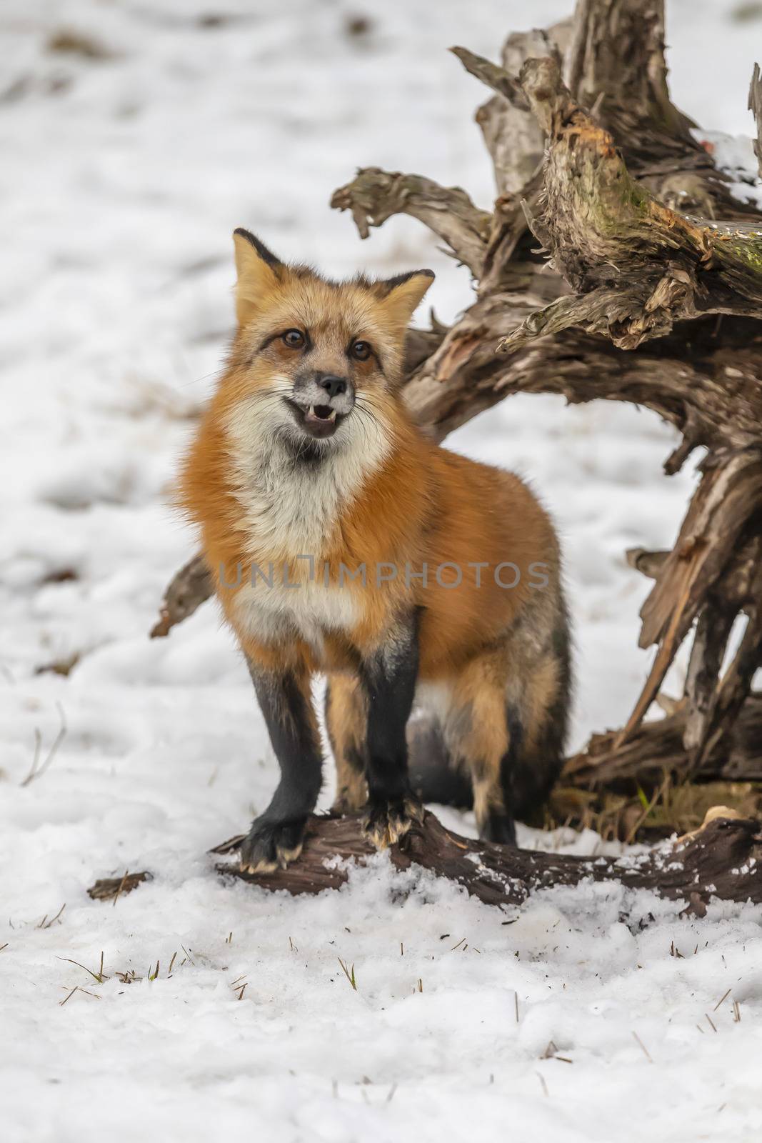 A Red Fox hunting for pray in a snowy environment